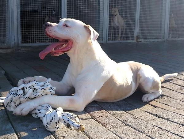 MAMBO BELLISSIMO PIT Foto 4